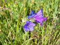 Echium plantagineum 1